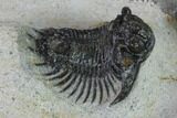 Acanthopyge (Lobopyge) Trilobite - Issoumour, Morocco #154340-5